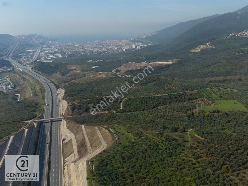 C21 Cius; Gemlik Cihatlıda Konum Avantajlı Zeytinlik — fotoğraf 2