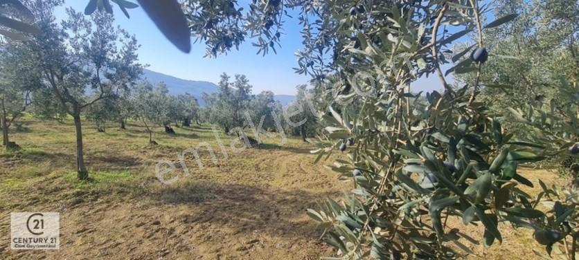 C21 Cius; Gemlik Cihatlıda Konum Avantajlı Zeytinlik — fotoğraf 4