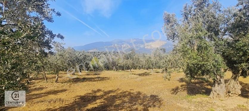 C21 Cius; Gemlik Cihatlıda Konum Avantajlı Zeytinlik — fotoğraf 6