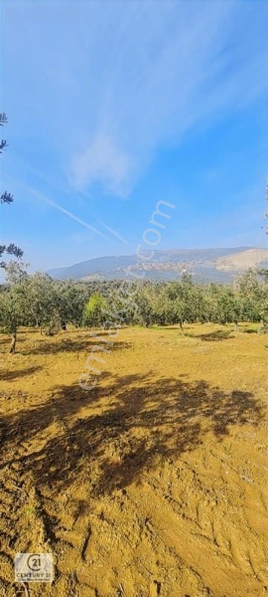 C21 Cius; Gemlik Cihatlıda Konum Avantajlı Zeytinlik — fotoğraf 7