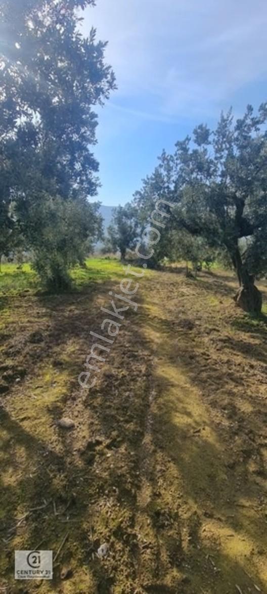 C21 Cius; Gemlik Cihatlıda Konum Avantajlı Zeytinlik — fotoğraf 8
