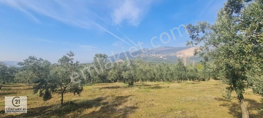 C21 Cius; Gemlik Cihatlıda Konum Avantajlı Zeytinlik — fotoğraf 9
