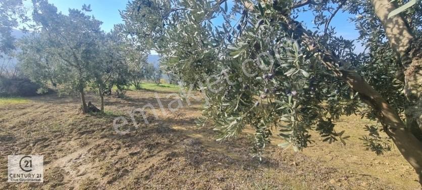 C21 Cius; Gemlik Cihatlıda Konum Avantajlı Zeytinlik — fotoğraf 10