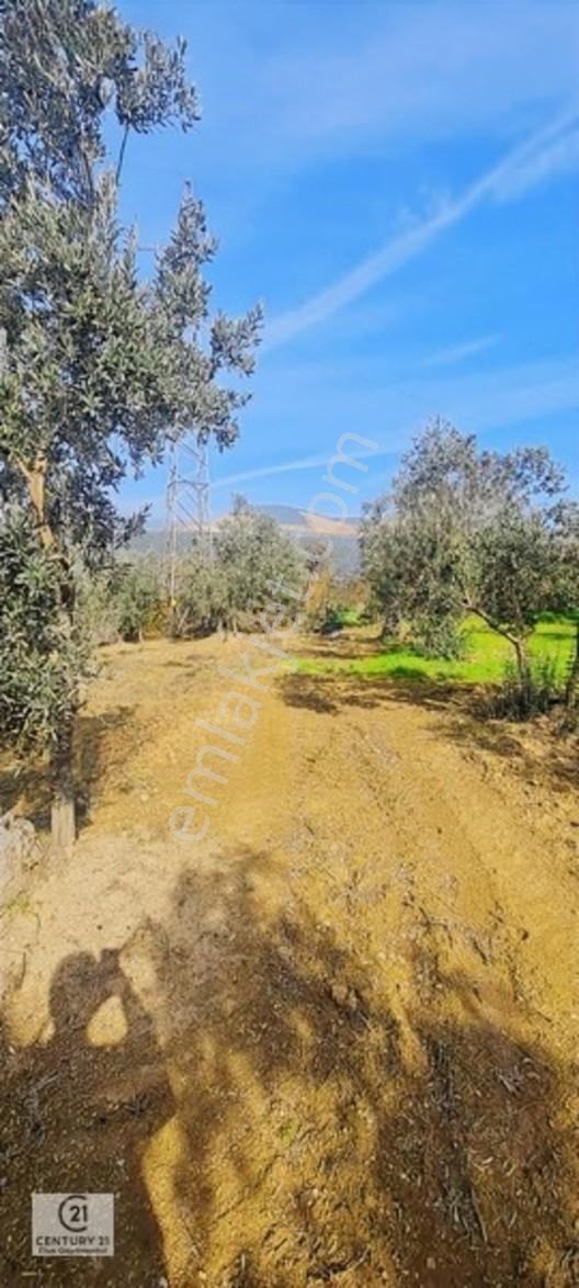 C21 Cius; Gemlik Cihatlıda Konum Avantajlı Zeytinlik — fotoğraf 13