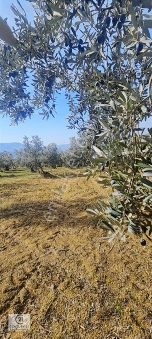 C21 Cius; Gemlik Cihatlıda Konum Avantajlı Zeytinlik — fotoğraf 14