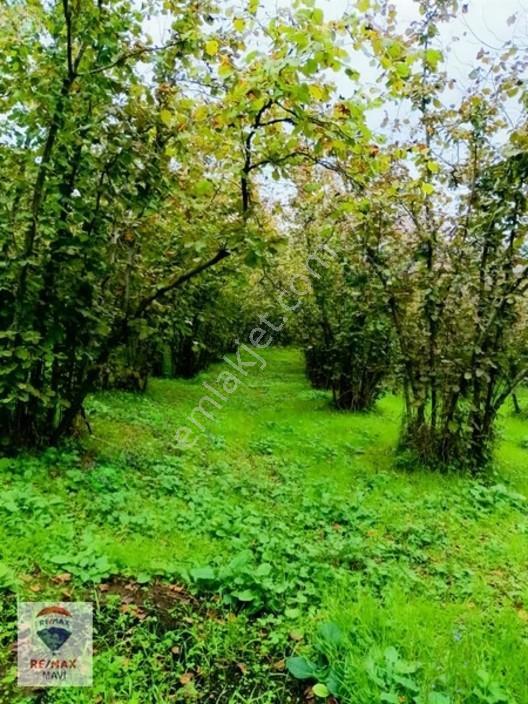 Kocaali Kozluk Mahallesinde Villa İmarlı Arsa. — fotoğraf 7