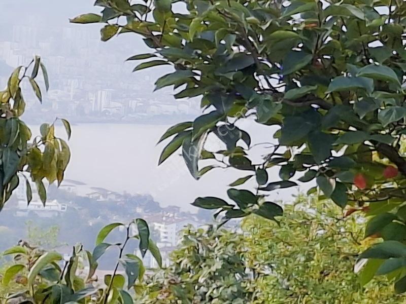 Bolaman-güvercinlik Mah Full Deniz Manzaralı Fındık Bahçesi — fotoğraf 2