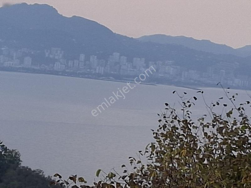 Bolaman-güvercinlik Mah Full Deniz Manzaralı Fındık Bahçesi — fotoğraf 3