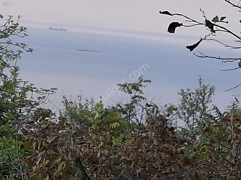 Bolaman-güvercinlik Mah Full Deniz Manzaralı Fındık Bahçesi — fotoğraf 4