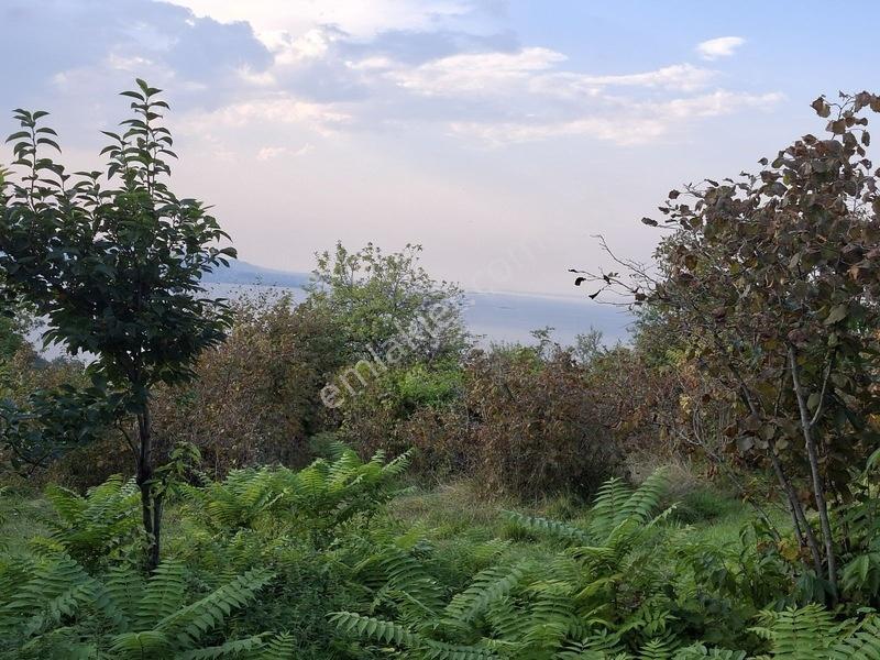 Bolaman-güvercinlik Mah Full Deniz Manzaralı Fındık Bahçesi — fotoğraf 5