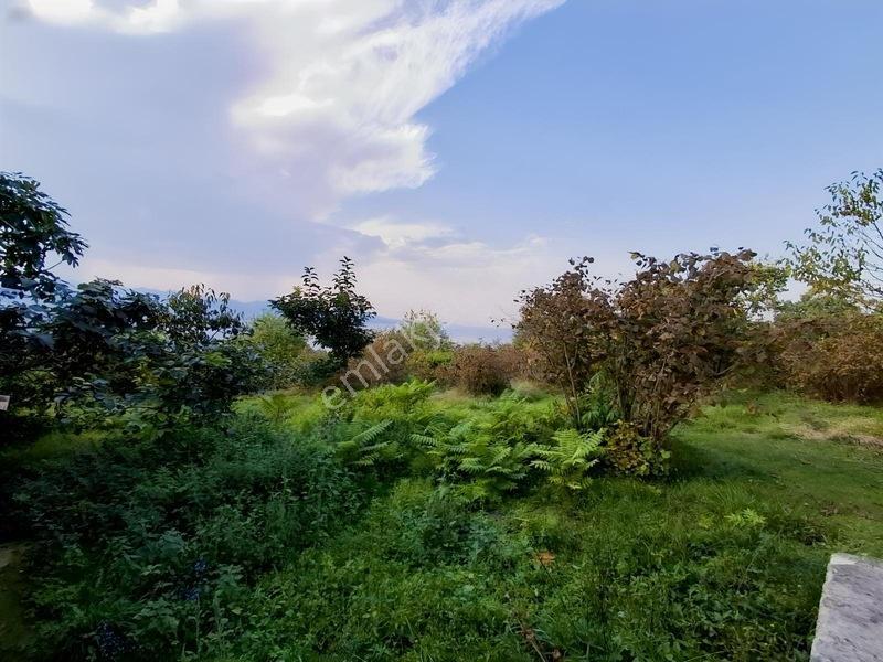 Bolaman-güvercinlik Mah Full Deniz Manzaralı Fındık Bahçesi — fotoğraf 6