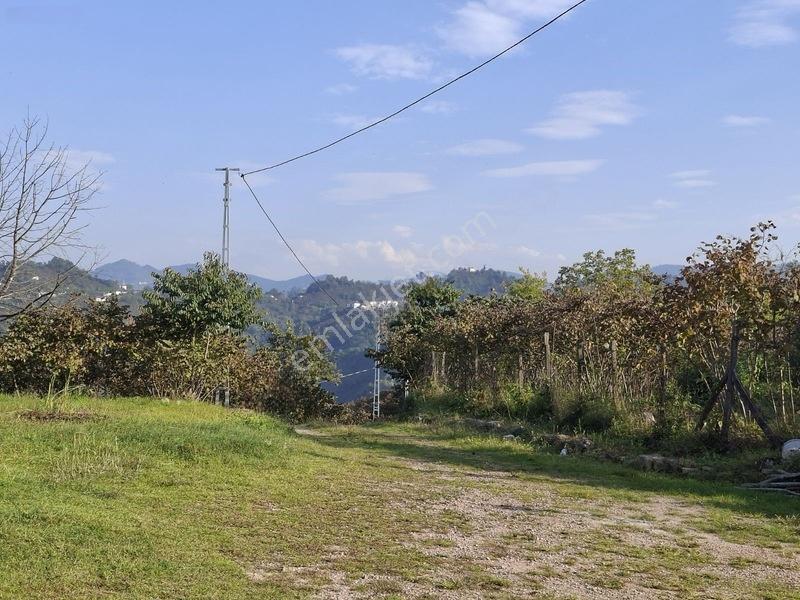 Bolaman-güvercinlik Mah Full Deniz Manzaralı Fındık Bahçesi — fotoğraf 7