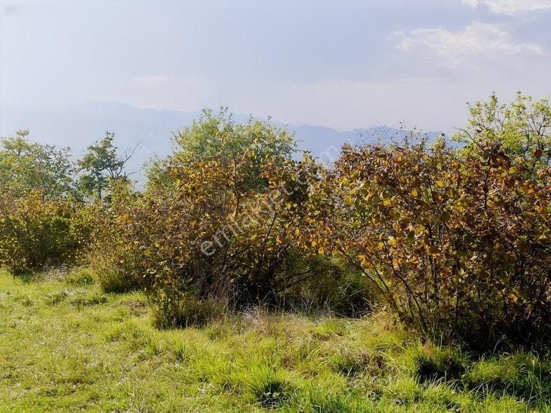 Bolaman-güvercinlik Mah Full Deniz Manzaralı Fındık Bahçesi — fotoğraf 8