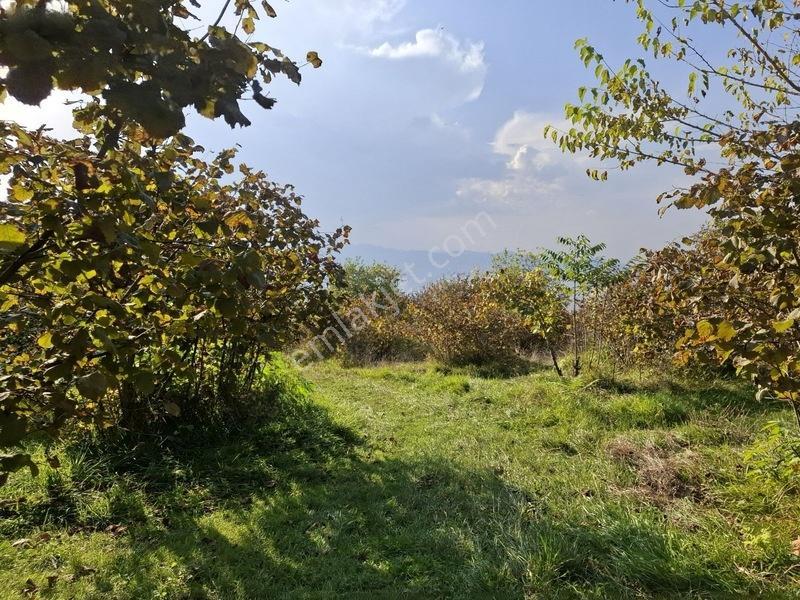 Bolaman-güvercinlik Mah Full Deniz Manzaralı Fındık Bahçesi — fotoğraf 11
