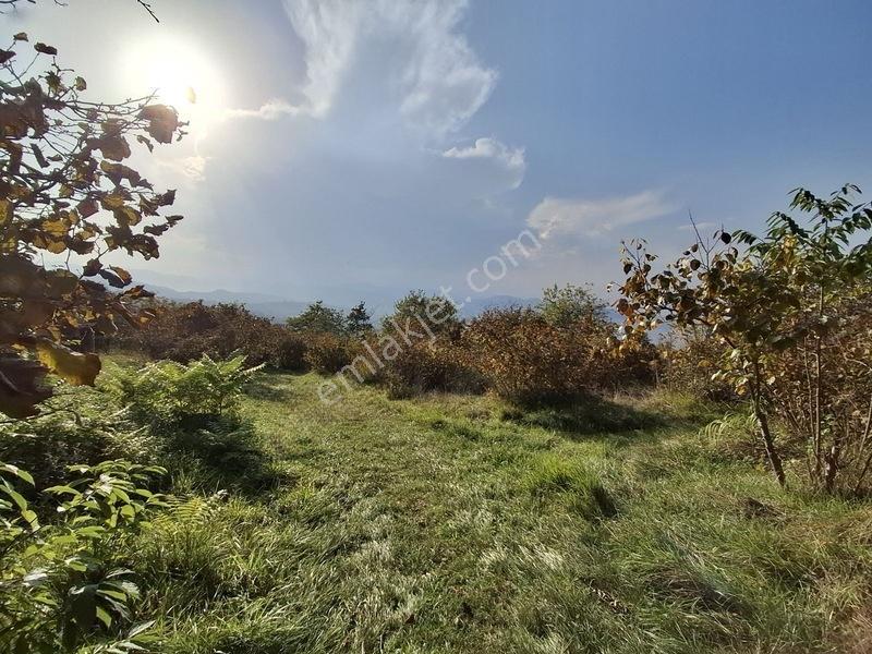 Bolaman-güvercinlik Mah Full Deniz Manzaralı Fındık Bahçesi — fotoğraf 12