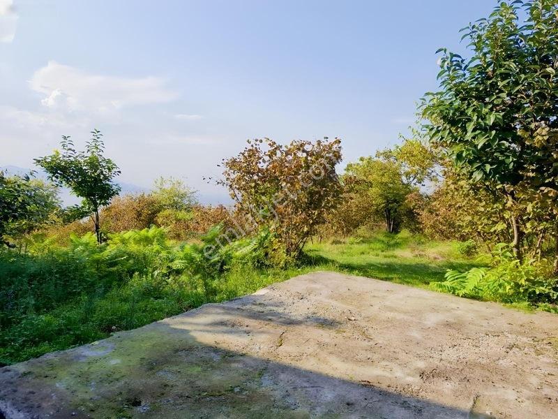 Bolaman-güvercinlik Mah Full Deniz Manzaralı Fındık Bahçesi — fotoğraf 13