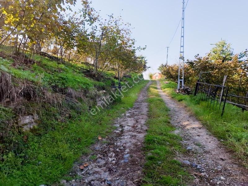 Bolaman-güvercinlik Mah Full Deniz Manzaralı Fındık Bahçesi — fotoğraf 17