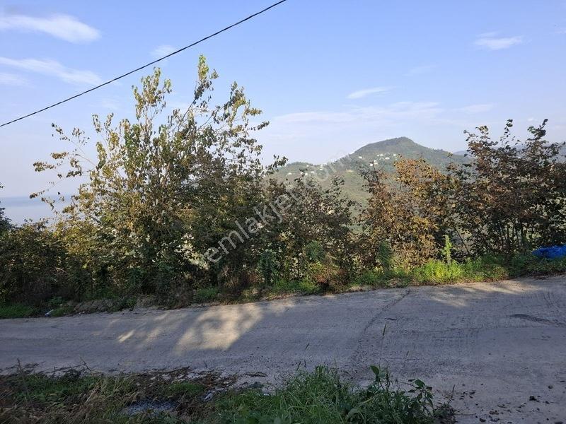 Bolaman-güvercinlik Mah Full Deniz Manzaralı Fındık Bahçesi — fotoğraf 18