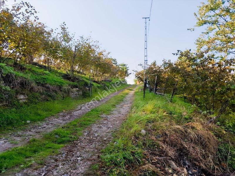 Bolaman-güvercinlik Mah Full Deniz Manzaralı Fındık Bahçesi — fotoğraf 19