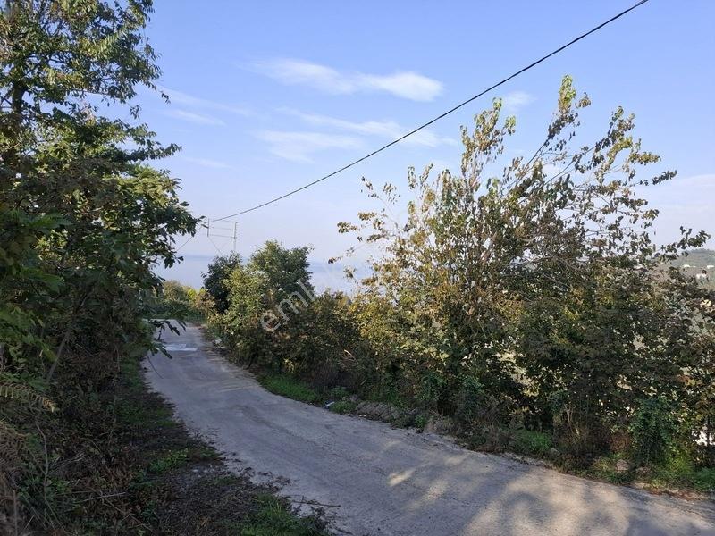 Bolaman-güvercinlik Mah Full Deniz Manzaralı Fındık Bahçesi — fotoğraf 20