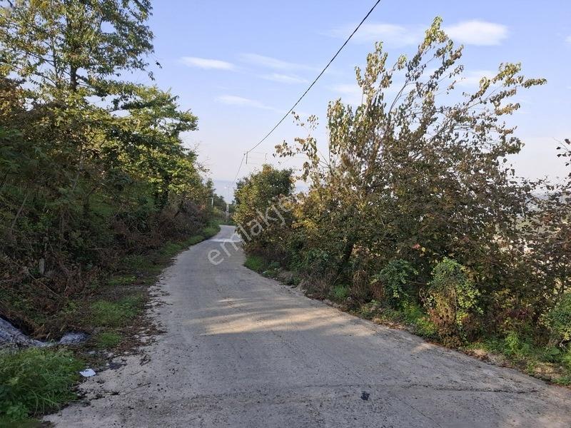 Bolaman-güvercinlik Mah Full Deniz Manzaralı Fındık Bahçesi — fotoğraf 21