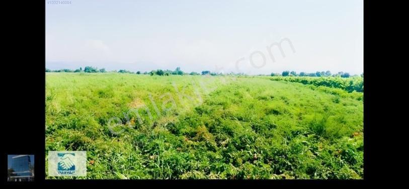 Manisa Turgutlu İzzettin Köyünde 4950m2 Satılık Arazi — fotoğraf 4