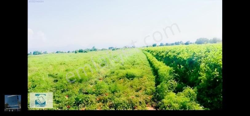 Manisa Turgutlu İzzettin Köyünde 4950m2 Satılık Arazi — fotoğraf 8