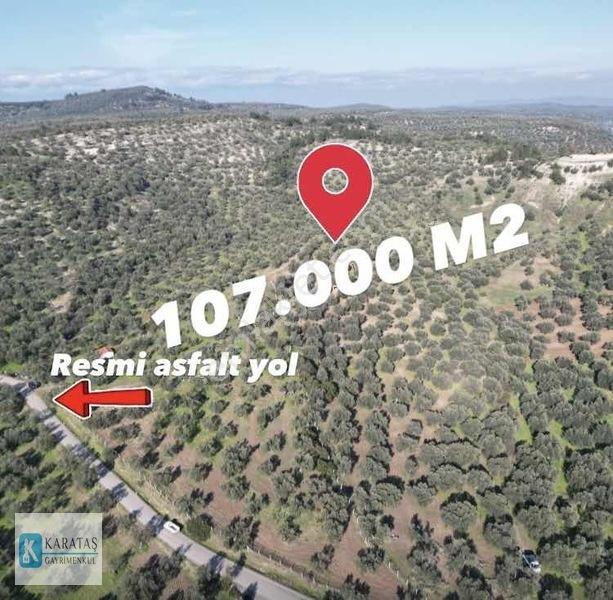Ayvalık Mutlu Köy'De 107 Dönüm 1050 Ağaç Asfalt Yol Cepheli