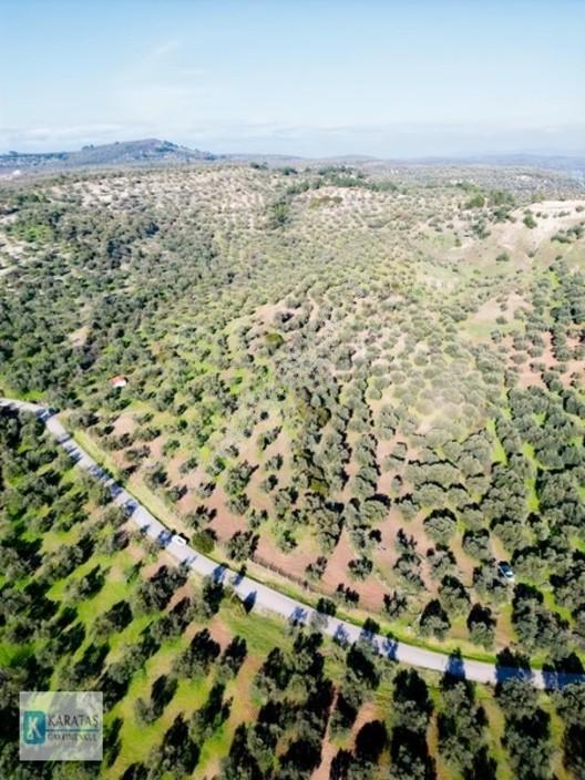 Ayvalık Mutlu Köy'de 107 Dönüm 1050 Ağaç Asfalt Yol Cepheli — fotoğraf 2