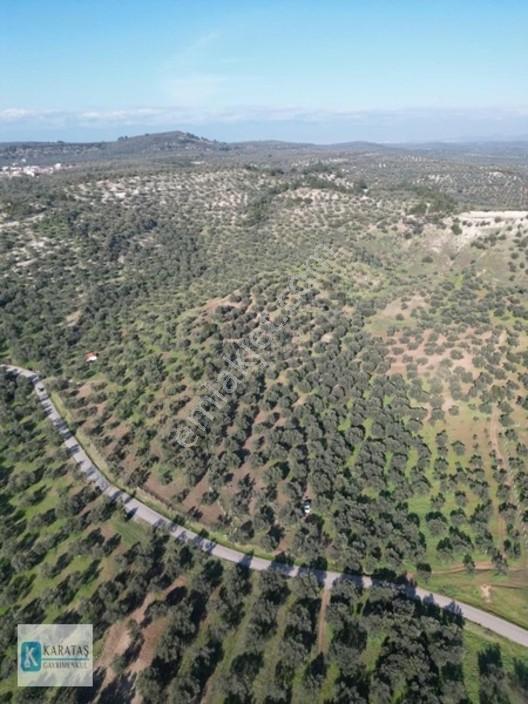 Ayvalık Mutlu Köy'de 107 Dönüm 1050 Ağaç Asfalt Yol Cepheli — fotoğraf 3
