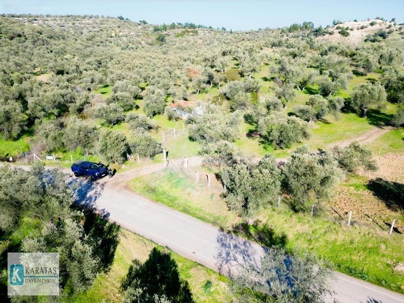 Ayvalık Mutlu Köy'de 107 Dönüm 1050 Ağaç Asfalt Yol Cepheli — fotoğraf 4