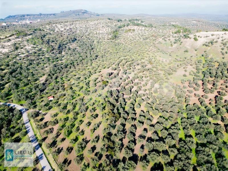 Ayvalık Mutlu Köy'de 107 Dönüm 1050 Ağaç Asfalt Yol Cepheli — fotoğraf 6
