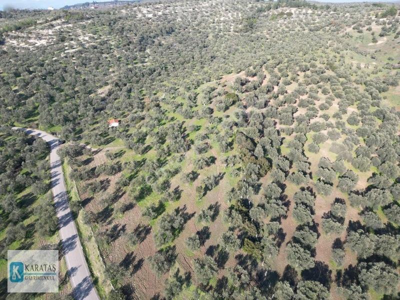 Ayvalık Mutlu Köy'de 107 Dönüm 1050 Ağaç Asfalt Yol Cepheli — fotoğraf 7
