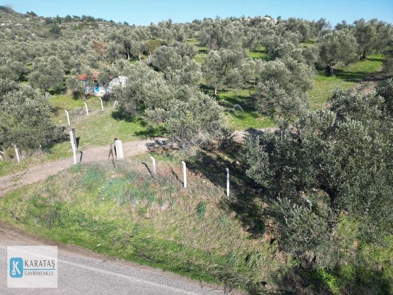 Ayvalık Mutlu Köy'de 107 Dönüm 1050 Ağaç Asfalt Yol Cepheli — fotoğraf 8