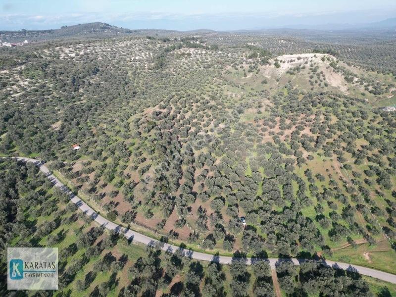 Ayvalık Mutlu Köy'de 107 Dönüm 1050 Ağaç Asfalt Yol Cepheli — fotoğraf 10