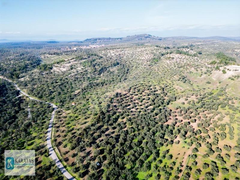 Ayvalık Mutlu Köy'de 107 Dönüm 1050 Ağaç Asfalt Yol Cepheli — fotoğraf 11