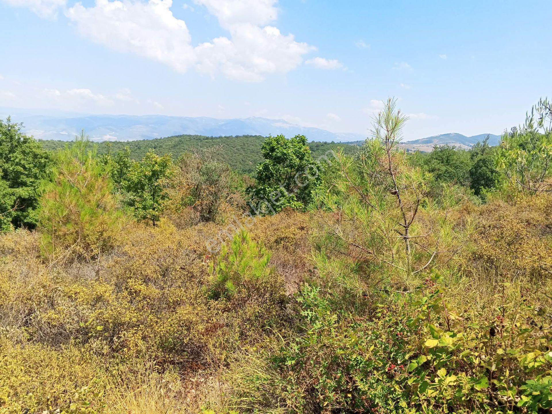 Yenişehir Mecidiyeköy De Göl Manzaralı 4926,m2-bahçe — fotoğraf 12