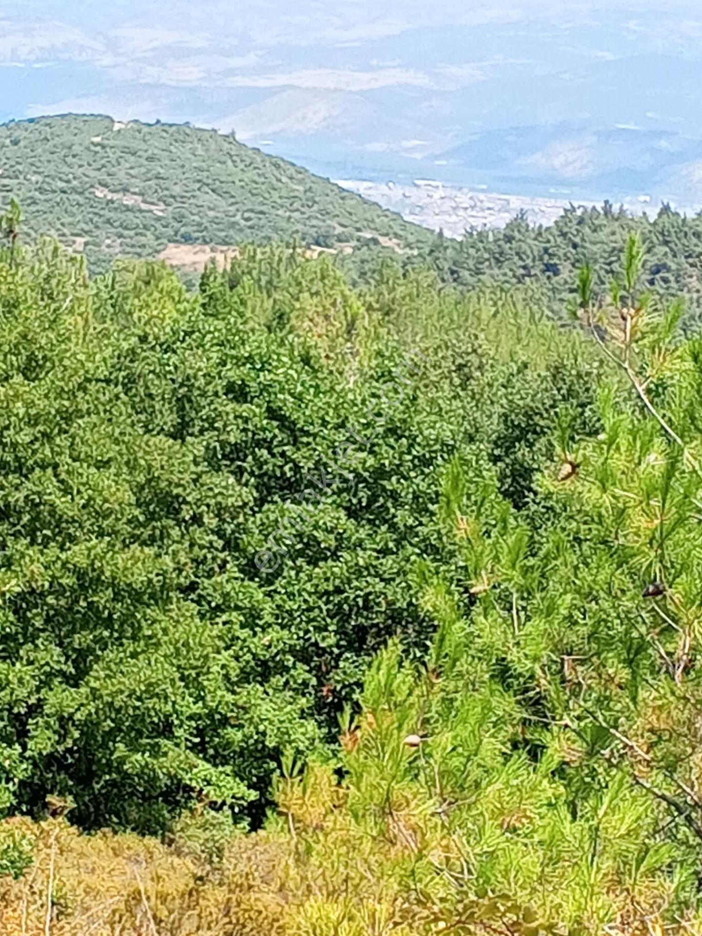 Yenişehir Mecidiyeköy De Göl Manzaralı 4926,m2-bahçe — fotoğraf 22