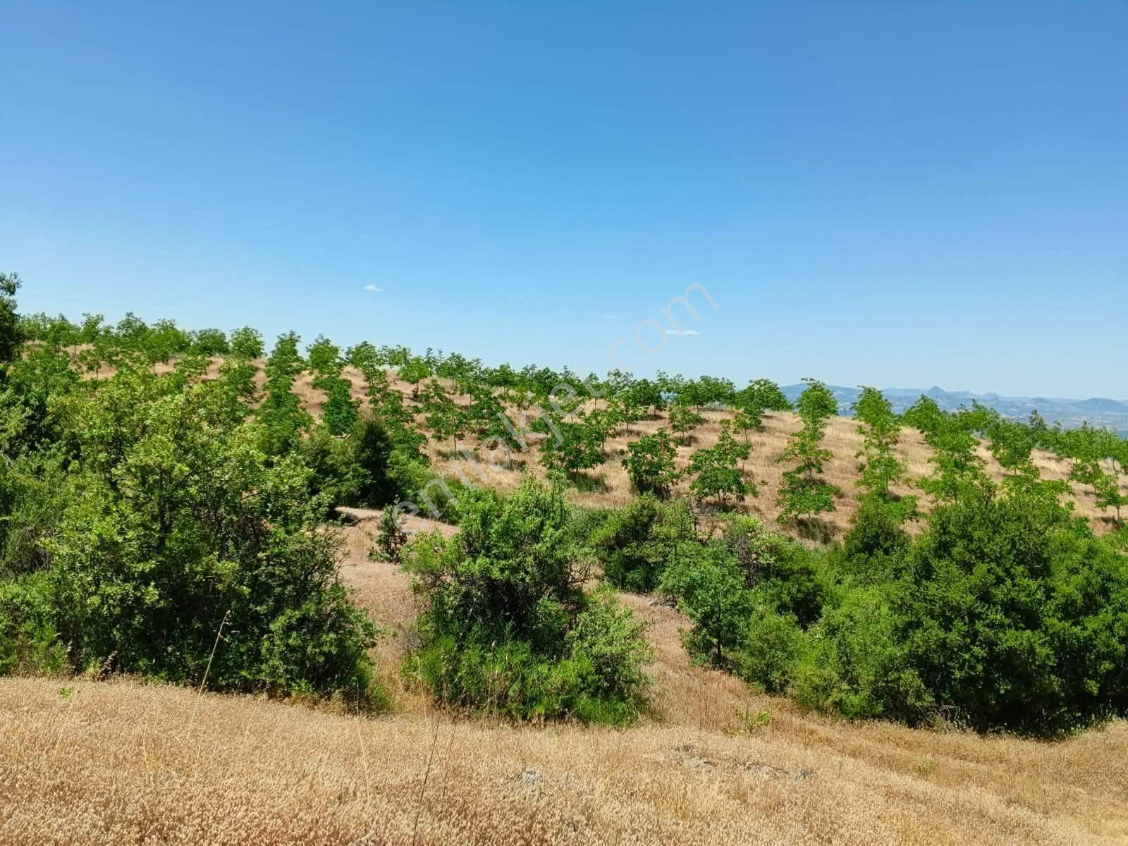 Tc Emlaktan Satılık ​ Toplam 220 Dönüm Arazi ! — fotoğraf 9