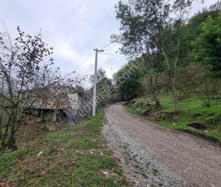 Düzce Cumayeri Yenitepe Köyü Köy İçi Satılık Tarla — fotoğraf 5