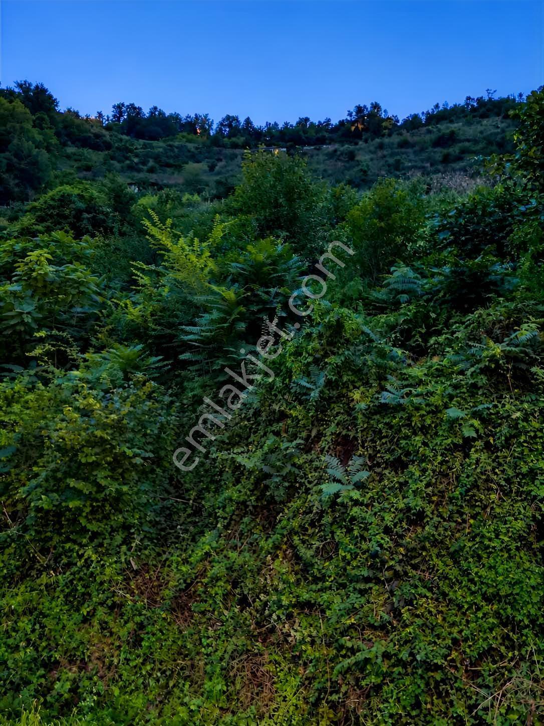 Çarşıbaşı Turizm İmarına Uygun Yatırımlık Arsa — fotoğraf 8