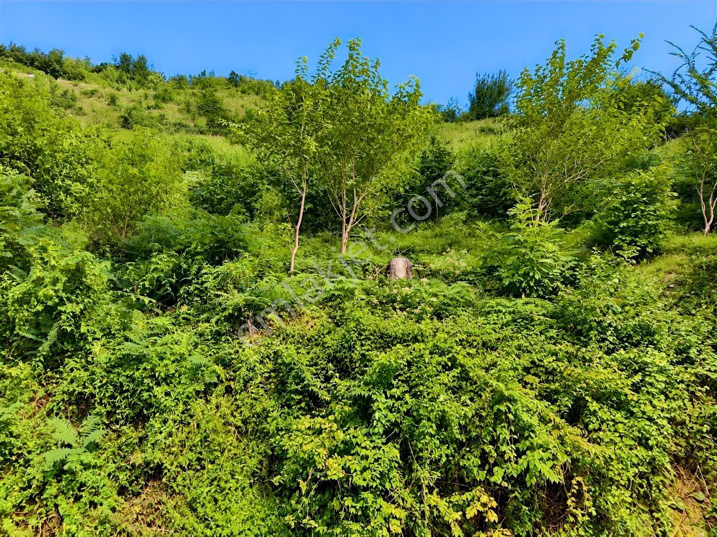 Çarşıbaşı Turizm İmarına Uygun Yatırımlık Arsa — fotoğraf 12