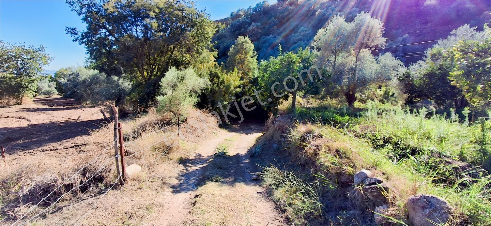 Aydın Nazilli İsabeylide Merkezi Konumda Satılık Bahçe — fotoğraf 3