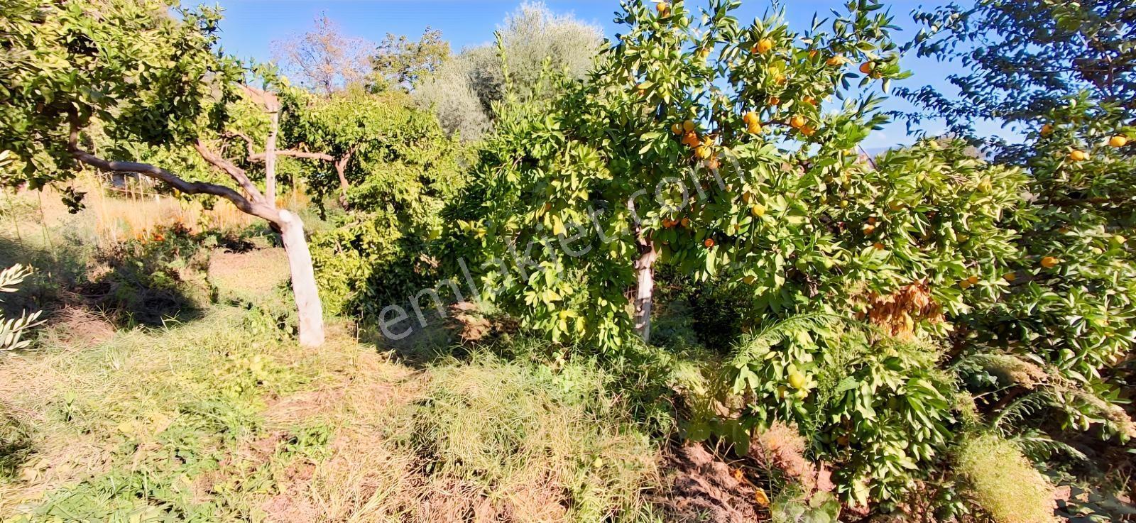 Aydın Nazilli İsabeylide Merkezi Konumda Satılık Bahçe — fotoğraf 18