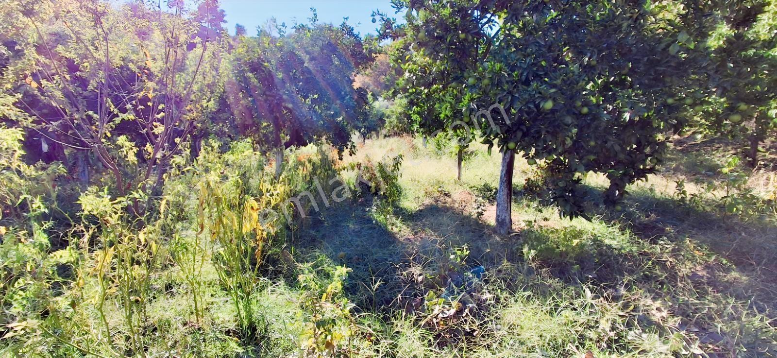 Aydın Nazilli İsabeylide Merkezi Konumda Satılık Bahçe — fotoğraf 20