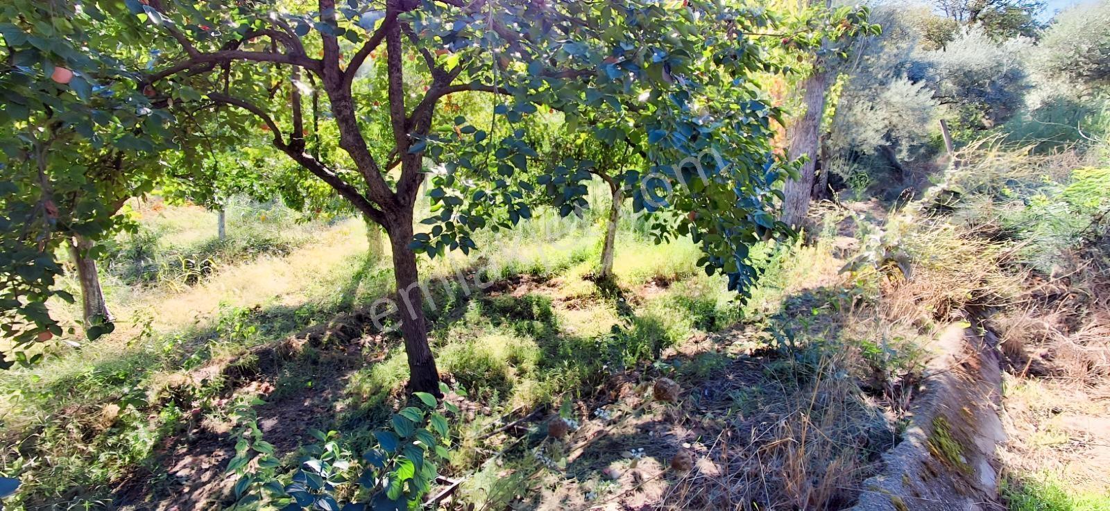 Aydın Nazilli İsabeylide Merkezi Konumda Satılık Bahçe — fotoğraf 23