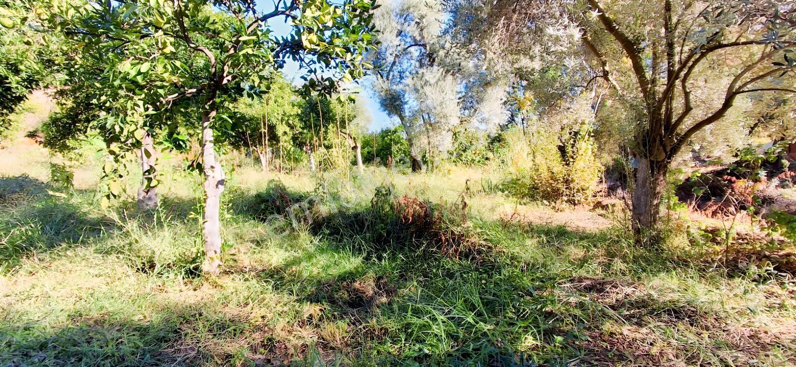 Aydın Nazilli İsabeylide Merkezi Konumda Satılık Bahçe — fotoğraf 24