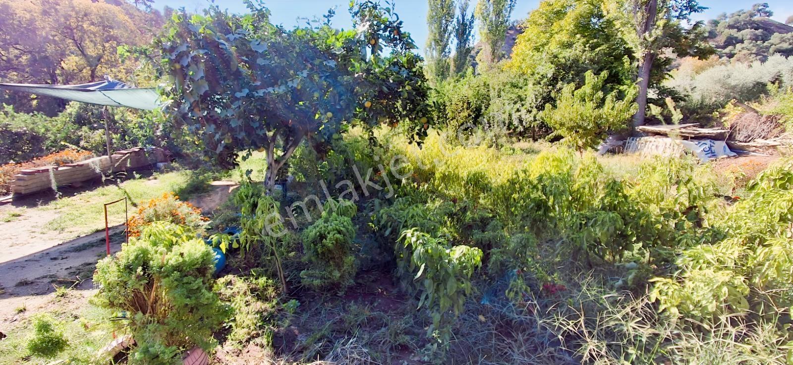 Aydın Nazilli İsabeylide Merkezi Konumda Satılık Bahçe — fotoğraf 28