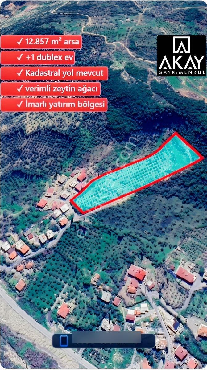Söke Kemalpaşa Mahallesinde Satılık 12857 M² Zeytinlik Ve Ev — fotoğraf 5