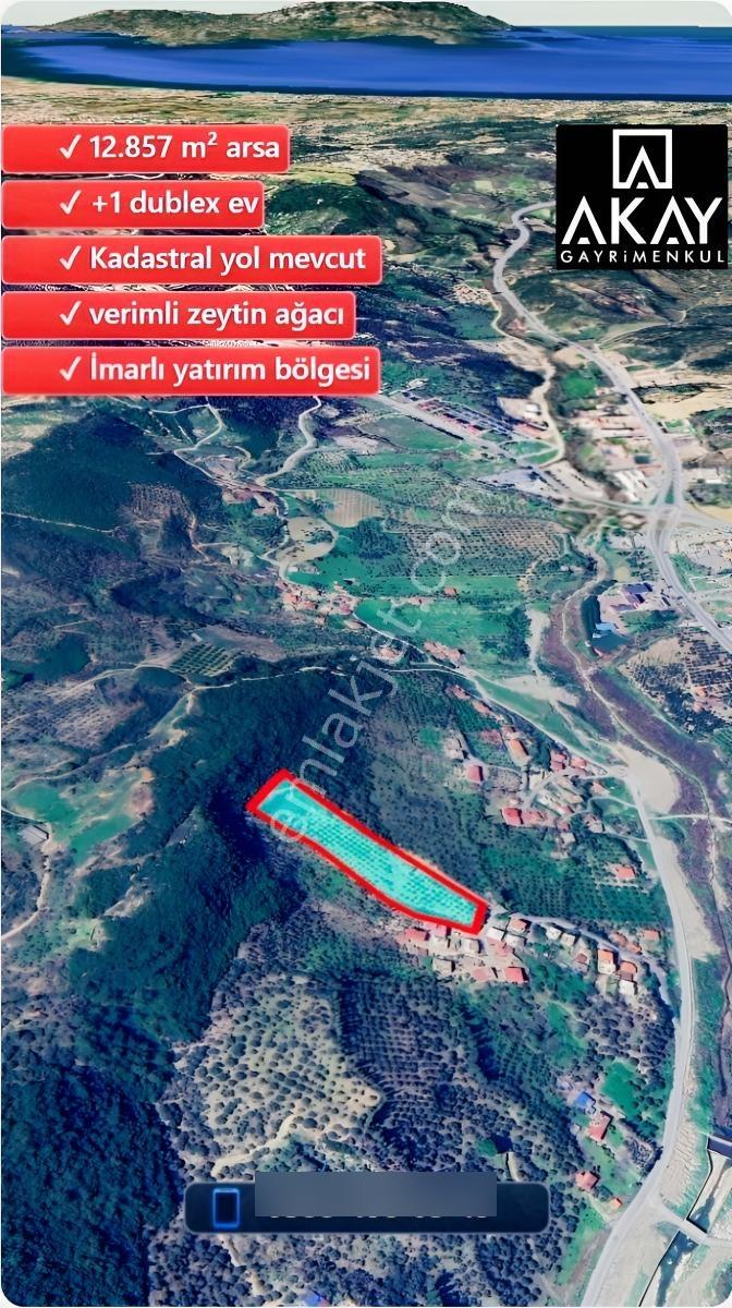 Söke Kemalpaşa Mahallesinde Satılık 12857 M² Zeytinlik Ve Ev — fotoğraf 6